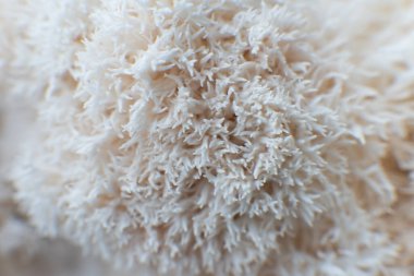 Hericium erinaceus veya Lions mane mantarı Çin çubuklarıyla bir tabakta.