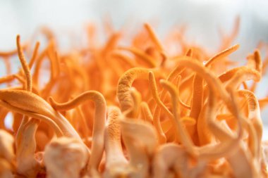 Taze Cordyceps Cordycepin. Beyaz arka plan. Cordyceps Askeri Mantar.