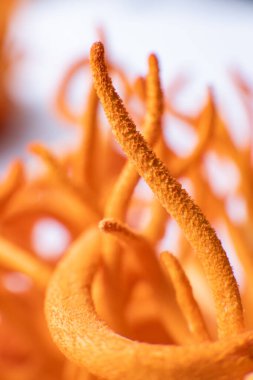 Cordycepin kullanılıyor. Dikey çekim. Macro Cordyceps Askeri Mantarı. Mantar İnsan Sağlığı.