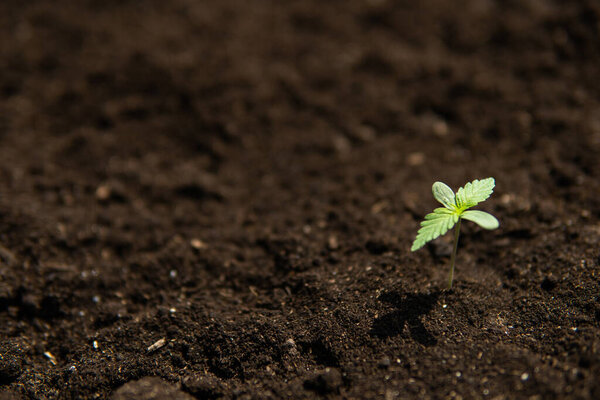 посажены в землю на солнце eceptions выращивания красивый фон, небольшой растительный конопли