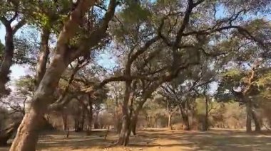 Orman Ağaçları Ilık Işıkta Sallanıyor