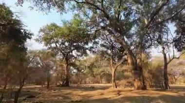 Sıcak Öğleden Sonra Işığıyla Orman Manzarası