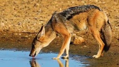 Nehir Kıyısında Vahşi Köpek İçen Su