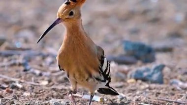Yaban Tavşanı Çimende Uyarı