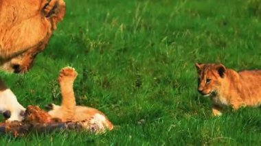 Dişi aslan otlakta yavrularını besliyor.
