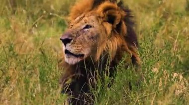 Görkemli Aslan Otlakta Dinleniyor