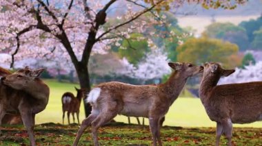 Geyik Ailesi Orman Ağaçları Altında Dinleniyor
