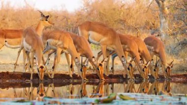 Geyik Sürüsü Sessiz Riverside 'da Su İçiyor