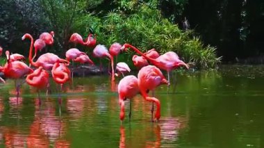 Pembe Flamingolar Sığ Suyla Besleniyor