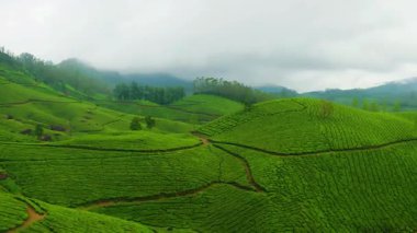  Yuvarlanan Çay Tepeleri Hava Görüntüsü