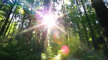 Orman Ağaçlarının Arasında Parlayan Güneş Işını