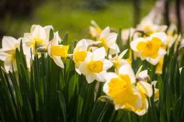 Parlak güneş ışığında polenli sarı çekirdekli güzel beyaz narsisli çiçeklerin makro görüntüsü. Çiçek açan ilk bahar çiçeği