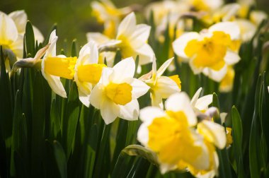 Parlak güneş ışığında polenli sarı çekirdekli güzel beyaz narsisli çiçeklerin makro görüntüsü. Çiçek açan ilk bahar çiçeği
