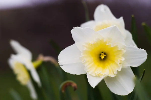 Makro Utsikt Vakre Hvite Narsissos Blomster Med Gul Kjerne Med – stockfoto