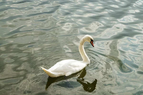 Yunanistan 'ın Kastoria kentindeki sakin göl yüzeyinde yüzen kuğu. Yumuşak ışık ve yansımalar barışçıl atmosfer yaratır.