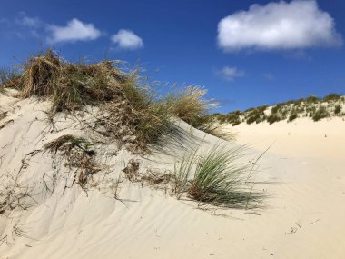 Yumuşak kumlu tepeleri ve dağınık yabani otları olan sakin kumul manzarası. Soldan belirgin bir kum tepesi yükseliyor, soluk kumla tezat oluşturan yeşil ve altın rengi rüzgârlı otlar tarafından taçlandırılıyor..