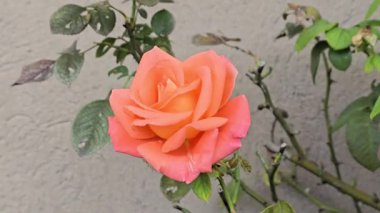 Canlı şeftali çiçeği, dikenli bir gövdede, tarafsız bir duvara karşı, tutkuyu, arzuyu ve hayranlığı sembolize eder, doğa, bahçıvanlık ve romantizm temaları için mükemmeldir.