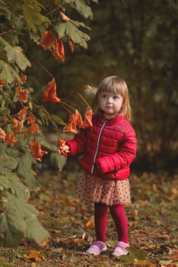 Kırmızı kabarık ceketli ve etekli şirin bir çocuk, parkta duruyor, sonbahar yapraklarına dokunmak için uzanıyor, temiz bir sonbahar gününde doğada güzel bir anı yakalıyor.