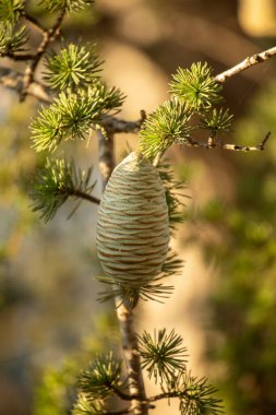 Tek bir sedir konisinin (soluk yeşilden kahverengiye) dikey olarak büyüyen yeşil iğneli bir dalın üzerinde, ormandaki sıcak, altın güneş ışığıyla güzelce aydınlatılan yakın çekimi.