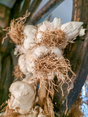 Geleneksel büyük örgü ya da görülebilir kökleri olan kurutulmuş beyaz sarımsak soğanları kırsal bir iç kısımda doğal ışık altında bir taş ve tuğla duvara karşı asılıdır.