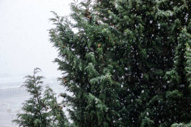 Kış boyunca şehir parkındaki ebedi yeşil ağaçların üzerine kar yağışı, yağan yumuşak kar, soğuk hava atmosferi, fotokopi alanı olan doğal mevsimlik arka plan.