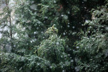 Kış boyunca şehir parkındaki ebedi yeşil ağaçların üzerine kar yağışı, yağan yumuşak kar, soğuk hava atmosferi, fotokopi alanı olan doğal mevsimlik arka plan.