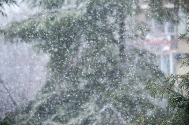 Kış boyunca şehir parkındaki ebedi yeşil ağaçların üzerine kar yağışı, yağan yumuşak kar, soğuk hava atmosferi, fotokopi alanı olan doğal mevsimlik arka plan.