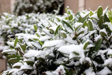Şehir bahçesinde taze kar yağışı olan yeşil çalılar, yemyeşil yapraklı kış arka planı, yumuşak odak, soğuk mevsimsel hava, açık hava parkı detayı