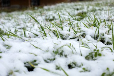 Taze yeşil çimenler ilk karla kaplı, kış öncesi arka plan, çimenlikte eriyen kar, mevsimsel geçiş, doğal kar ve çimen dokusu