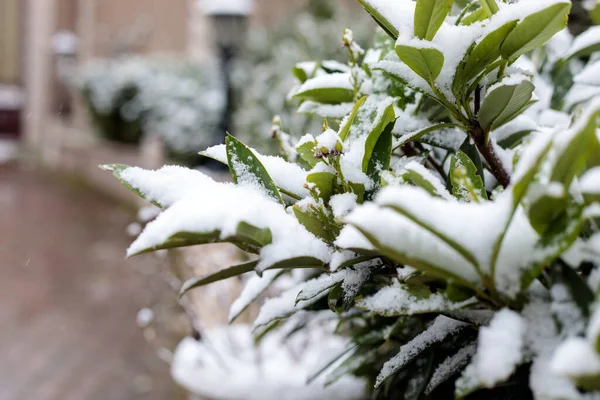 Şehir bahçesinde taze kar yağışı olan yeşil çalılar, yemyeşil yapraklı kış arka planı, yumuşak odak, soğuk mevsimsel hava, açık hava parkı detayı