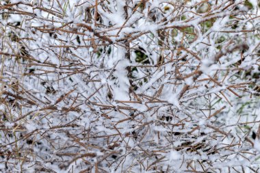 Sessiz bir bahçede çıplak kış dallarında dinlenen taze kar, doğal kış dokusuna yakından bakmak, soğuk mevsim minimum arkaplan, yumuşak odaklı mevsimsel doğa detayı