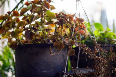 Doğal ışıkta yeşil ve kırmızı yapraklı saksı bitkisi, rahat ev dekorasyonu, bahçe dekorasyonu, eko yaşam tarzı ve sakin atmosfer.