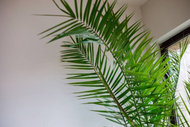 Modern iç mekanda yeşil palmiye yaprakları doğal ışık, minimalist ev dekorasyonu ve tropikal kapalı bitki arka planıyla