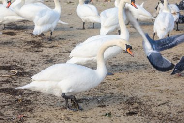 Etrafta güvercinlerle kumsalda beslenen bir grup beyaz kuğu. Sahil vahşi yaşam sahnesi, deniz kenarında, yumuşak, doğal gün ışığında.
