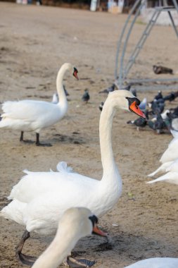 Etrafta güvercinlerle kumsalda beslenen bir grup beyaz kuğu. Sahil vahşi yaşam sahnesi, deniz kenarında, yumuşak, doğal gün ışığında.