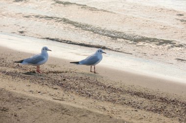 Martılar deniz kıyısındaki kumsalda yürüyor ve uçuyorlar. Yumuşak dalgalar ve yumuşak doğal gün ışığıyla huzurlu bir sahil vahşi yaşam sahnesi