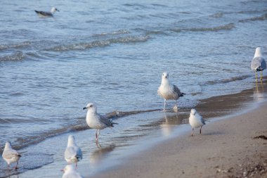 Martılar deniz kıyısındaki kumsalda yürüyor ve uçuyorlar. Yumuşak dalgalar ve yumuşak doğal gün ışığıyla huzurlu bir sahil vahşi yaşam sahnesi