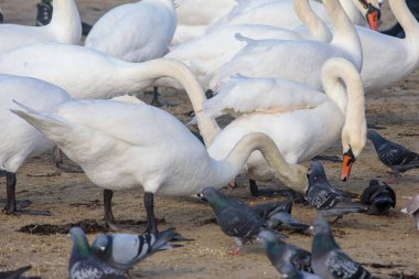 Etrafta güvercinlerle kumsalda beslenen bir grup beyaz kuğu. Sahil vahşi yaşam sahnesi, deniz kenarında, yumuşak, doğal gün ışığında.