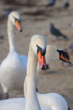 Beyaz kuğu kumlu sahilde duruyor, gagası açık ve boynu kıvrık. Yaban hayatının doğal gün ışığında deniz kenarındaki portresini kapat.