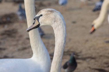 Yumuşak bej tüyleri ve kumlu sahilde kıvrık boynu olan genç bir kuğunun portresi. Arka planda bulanık kuşlarla doğal vahşi yaşam detayı
