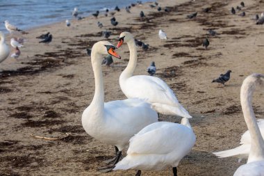 Beyaz kuğular kumlu sahil boyunca yürüyor ve yüzüyorlar. Yakınlarında yumuşak deniz dalgaları ve güvercinler var. Gün ışığında doğal sahil yaban hayatı sahneleri.