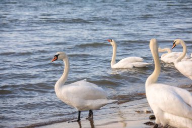 Beyaz kuğular kumsalın yakınındaki sığ deniz suyunda ayakta ve yüzüyorlar. Sahil vahşi yaşam sahnesi. Yumuşak dalgalar ve doğal gün ışığı.