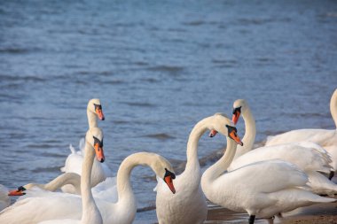 Beyaz kuğu sürüsü kumlu sahil yakınlarında sığ deniz suyunda ayakta ve yüzüyor. Yumuşak dalgalar ve doğal gün ışığıyla kışın vahşi yaşam sahnesi