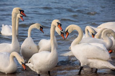 Beyaz kuğu sürüsü kumlu sahil yakınlarında sığ deniz suyunda ayakta ve yüzüyor. Yumuşak dalgalar ve doğal gün ışığıyla kışın vahşi yaşam sahnesi
