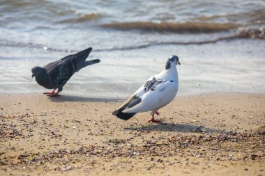 İki güvercin kumlu sahilde, yumuşak deniz dalgalarının yanında yürüyor. Şehir kuşları ve sakin sahil atmosferiyle güneşli sahil manzarası