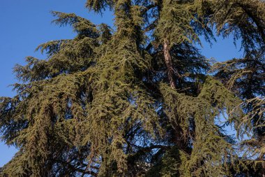 Uzun yeşil sedir dalları açık mavi gökyüzüne, doğal dokuya ve güneş ışığı ve zengin yeşil yapraklara karşı.