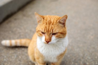 Beyaz göğüslü kızıl kedi, dışarıda kaldırımda oturuyor, sakin bir ifadeyle aşağıya bakıyor, evcil kedinin doğal ışıktaki portresi.
