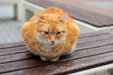 Ginger sokak kedisi, tahta parktaki bankta kıvrılarak oturuyor, sakin şehir manzarası, sığ arazi derinliği ve yumuşak doğal ışık