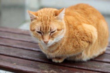 Ginger sokak kedisi, tahta parktaki bankta kıvrılarak oturuyor, sakin şehir manzarası, sığ arazi derinliği ve yumuşak doğal ışık