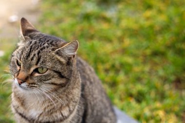 Açık havada yeşil gözlü tekir kedi çimenlerin arkasında bulanık duruyor, doğal gün ışığında evcil kedinin yakın plan portresi.